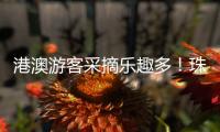 港澳游客采摘乐趣多�！珠海盐碱地里水果喜迎丰收