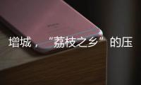 增城
，“荔枝之乡”的压力与未来