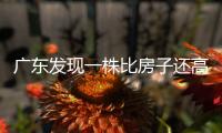 广东发现一株比房子还高的“龟背竹”
�，主人一千块都不舍得卖