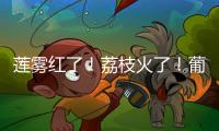 莲雾红了！荔枝火了！葡萄熟了......金湾“甜蜜夏季”开启！