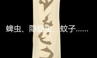 蜱虫
、隐翅虫、蚊子……夏季常见蚊虫如何应对