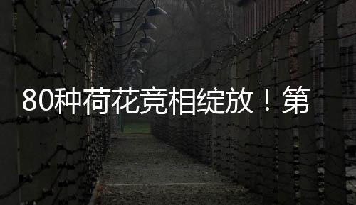 相绽荷花节筹备期间