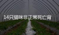 14只猫咪非正常死亡背后，警惕“踢猫效应”