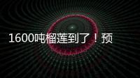 1600吨榴莲到了！预计本月中下旬降价